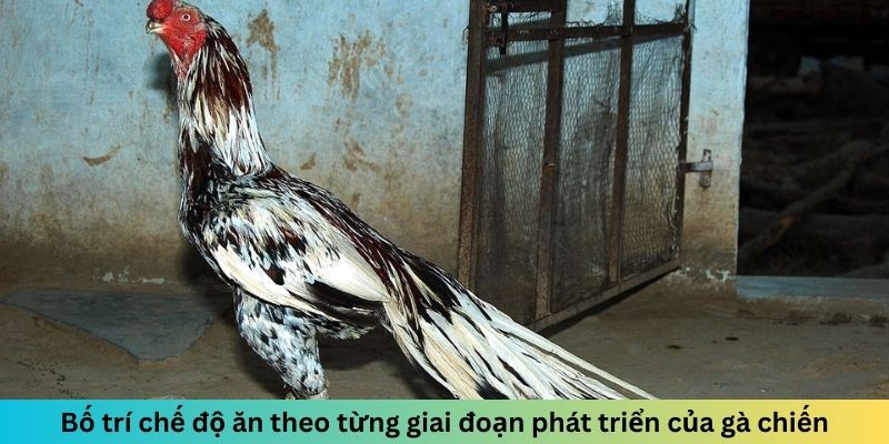 Bố trí chế độ ăn theo từng giai đoạn phát triển của gà chiến