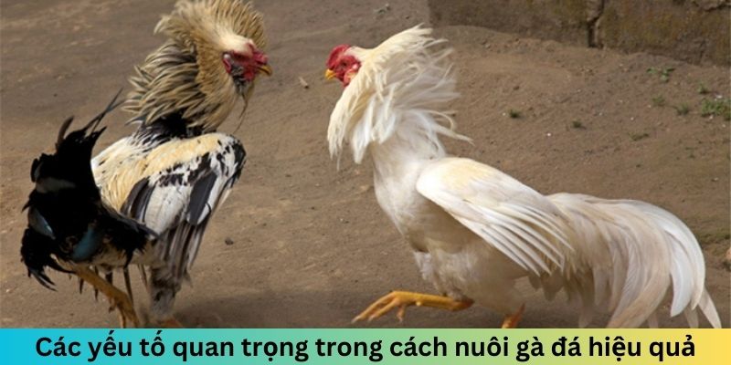 cach-nuoi-ga-da-cac-yeu-to