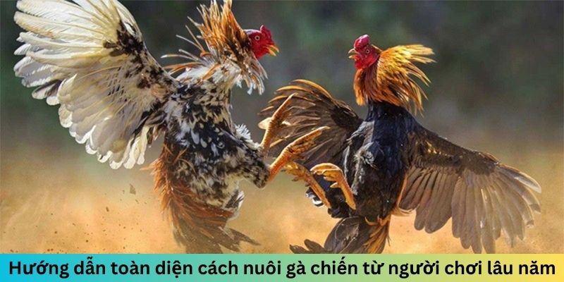 Hướng dẫn toàn diện cách nuôi gà chiến từ người chơi lâu năm