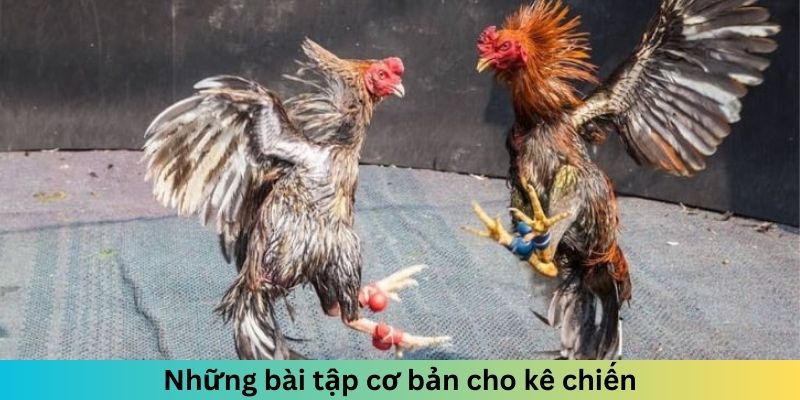 Những bài tập cơ bản cho kê chiến