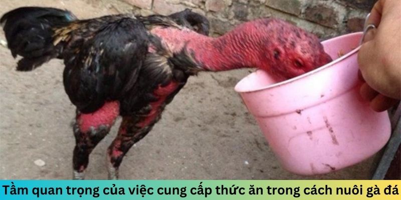 Tầm quan trọng của việc cung cấp thức ăn trong cách nuôi gà đá